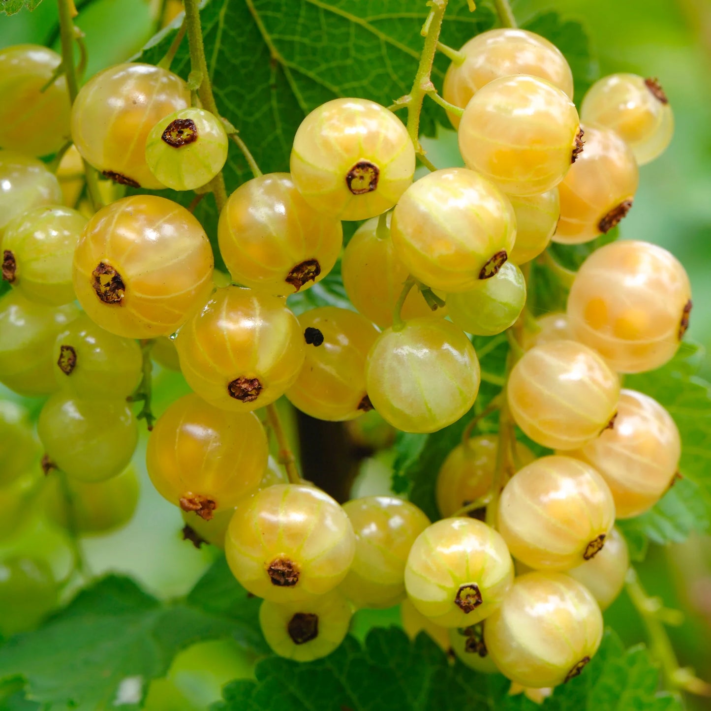 White Currant Live Plant ( Ribes rubrum)