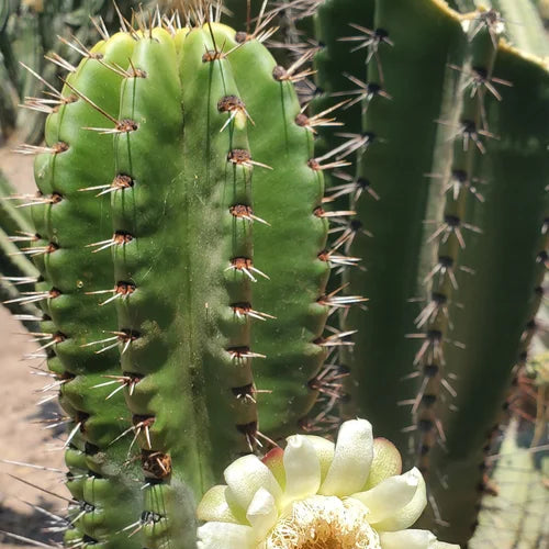 Whites Queretaroensis (Stenocereus queretaroensis) Live Plant