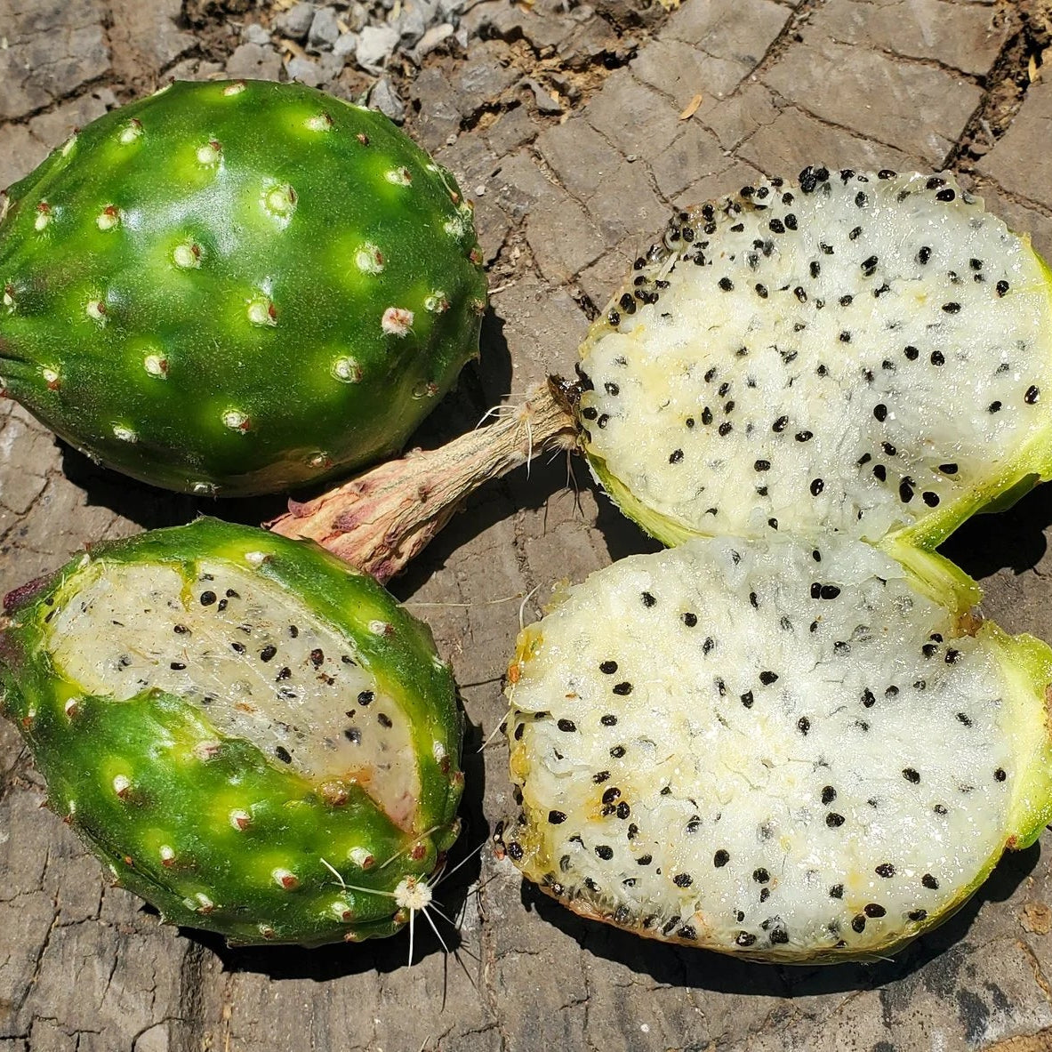 Whites Queretaroensis (Stenocereus queretaroensis) Live Plant