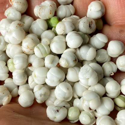 White Seagrape (Coccoloba spinescens) Live Plant