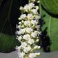White Seagrape (Coccoloba spinescens) Live Plant