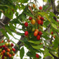 Wild Plum (Harpephyllum caffrum) Live Plants