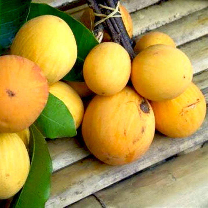 Aguh Gitan Live Plant (Willughbeia Edulis)