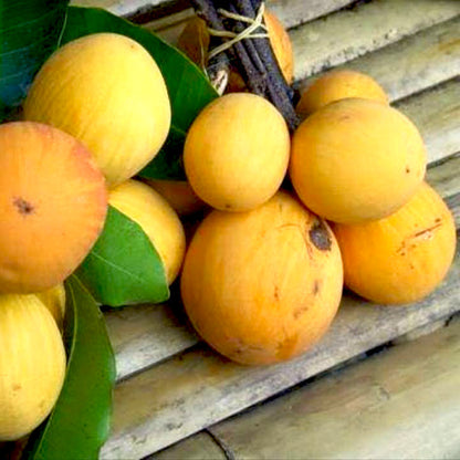 Aguh Gitan Live Plant (Willughbeia Edulis)