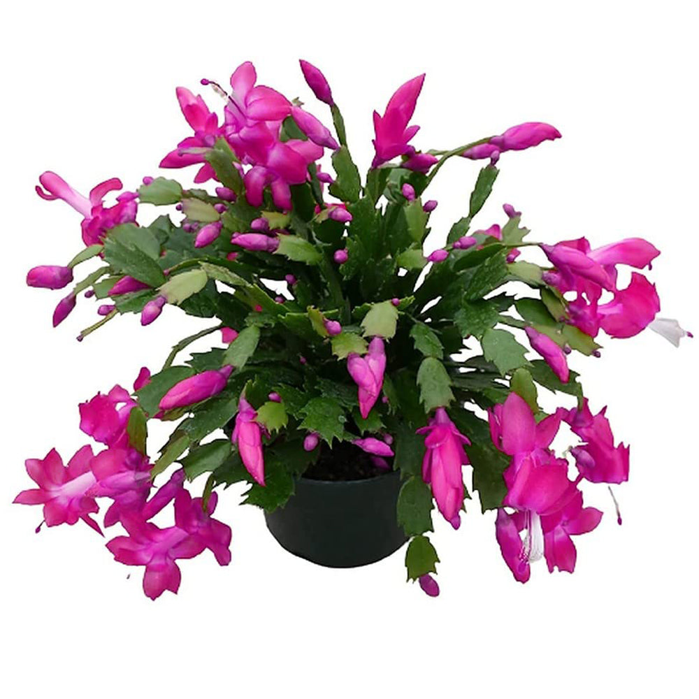 Christmas Cactus Live Plant (Schlumbergera bridgesii)