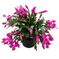 Christmas Cactus Live Plant (Schlumbergera bridgesii)