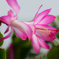 Christmas Cactus Live Plant (Schlumbergera bridgesii)