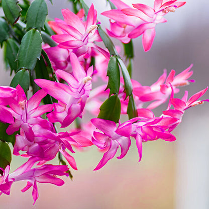 Christmas Cactus Live Plant (Schlumbergera bridgesii)