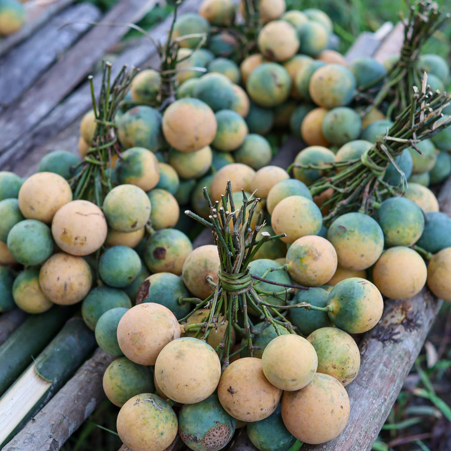 Langgir Fruit Live Plant (Xanthophyllum amoenum)