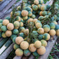 Langgir Fruit Live Plant (Xanthophyllum amoenum)