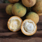 Langgir Fruit Live Plant (Xanthophyllum amoenum)