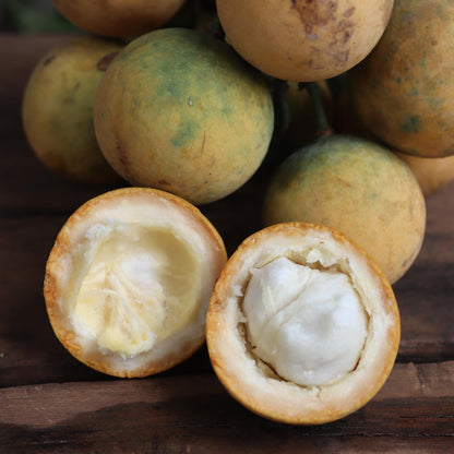 Langgir Fruit Live Plant (Xanthophyllum amoenum)