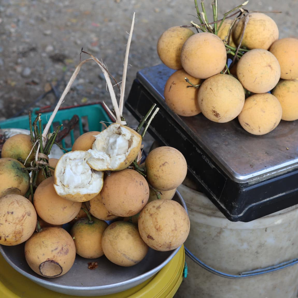 Langgir Fruit Live Plant (Xanthophyllum amoenum)