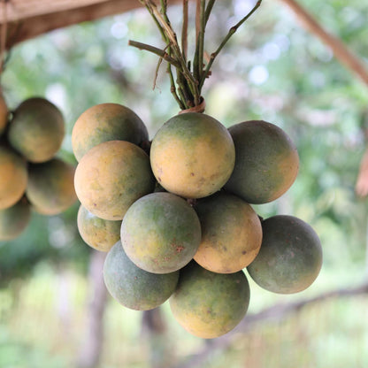 Langgir Fruit Live Plant (Xanthophyllum amoenum)