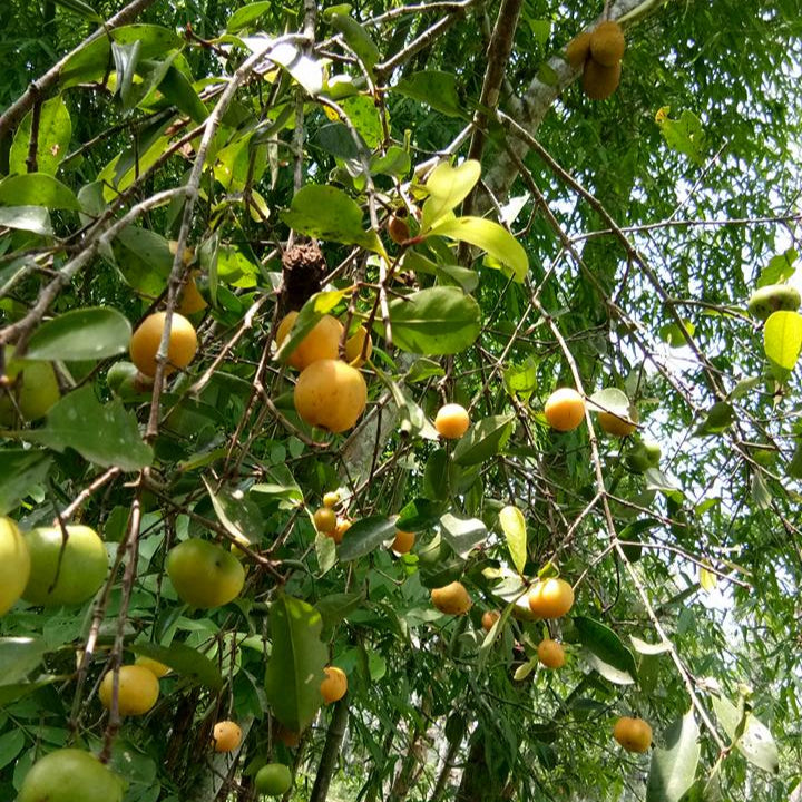 Yellow Sweet Kokum (Garcinia Indica) live plant