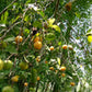 Yellow Sweet Kokum (Garcinia Indica) live plant