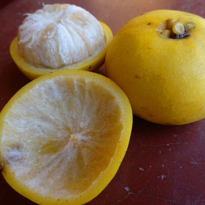 Yellow Sweet Kokum (Garcinia Indica) live plant
