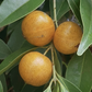 Yellow Guaburiti (Plinia rivularis) Live Plant