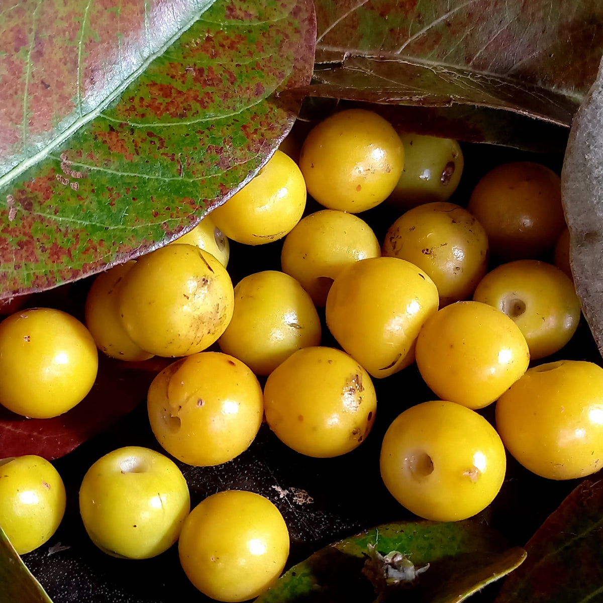 Yellow Nance Fruit Plants (Byrsonima Crassifolia)
