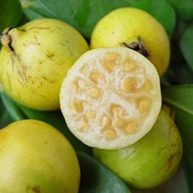 Yellow Strawberry Guava Live Palnt (Psidium Cattleianum)