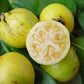 Yellow Strawberry Guava Live Palnt (Psidium Cattleianum)