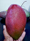 Yuwen Mango Live Plant