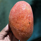 Yuwen Mango Live Plant
