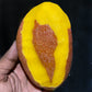 Yuwen Mango Live Plant