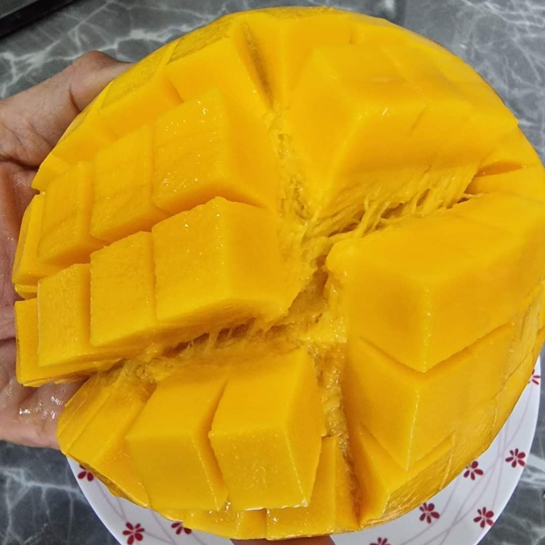 Yuwen Mango Live Plant