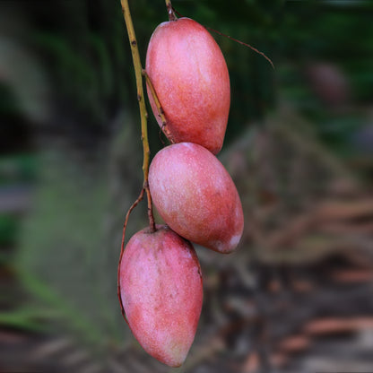 Yuwen Mango Live Plant (Mangifera indica)