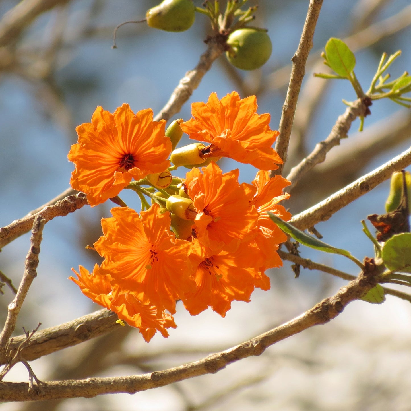Ziricote Fruit Plant (Cordia dodecandra)