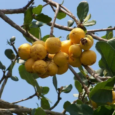 Ziricote Fruit Plant (Cordia dodecandra)