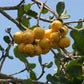 Ziricote Fruit Plant (Cordia dodecandra)