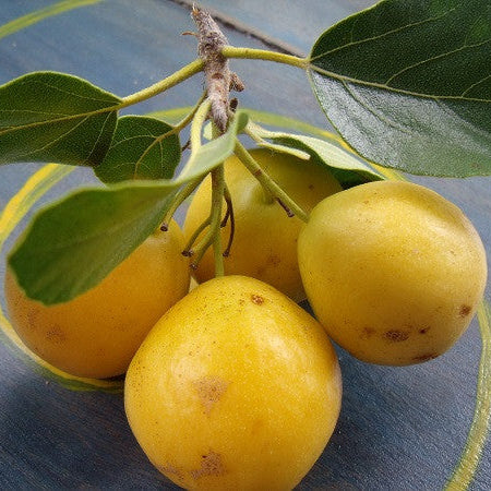 Ziricote Fruit Plant (Cordia dodecandra)
