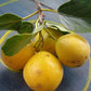 Ziricote Fruit Plant (Cordia dodecandra)