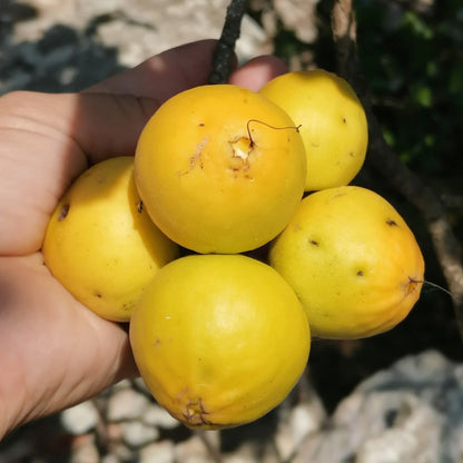 Ziricote Fruit Plant (Cordia dodecandra)
