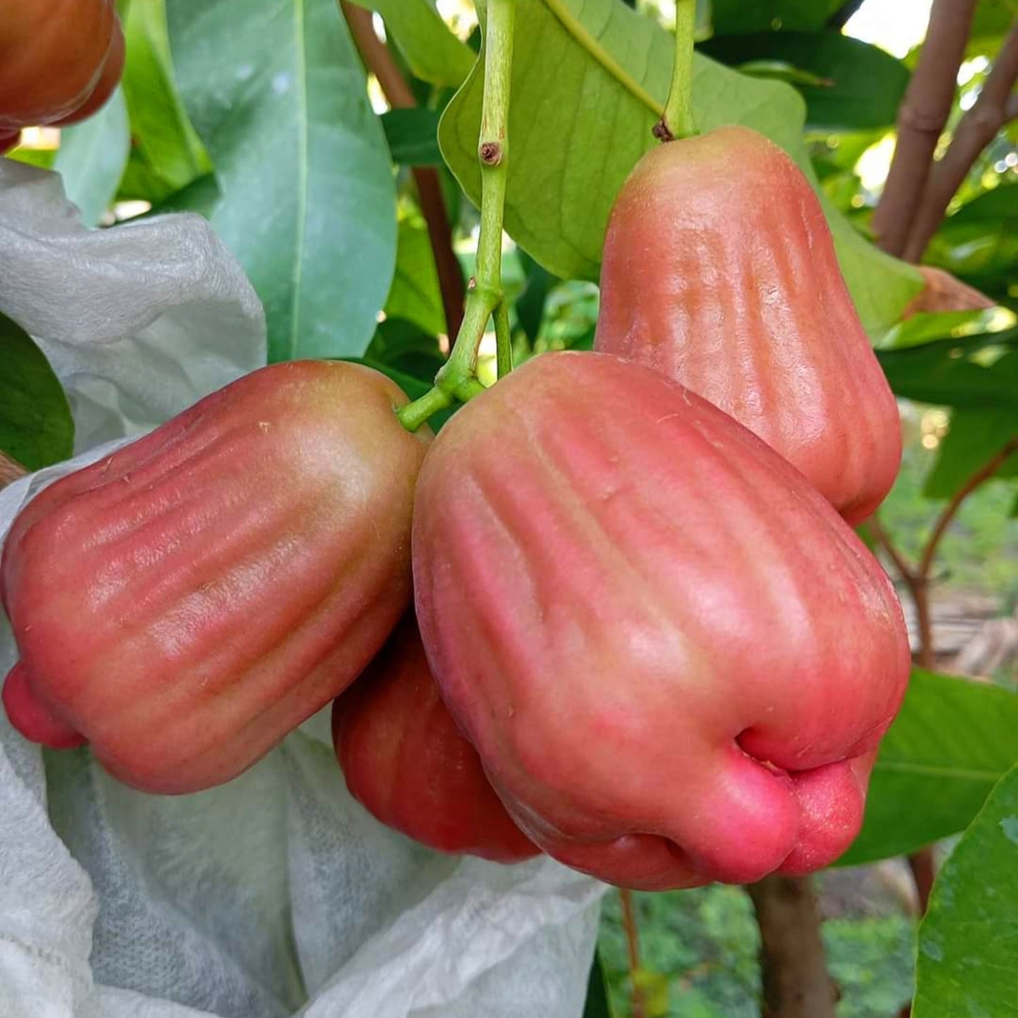 Sugar Barbie Water Apple Live Plant (Syzygium Samarangense)