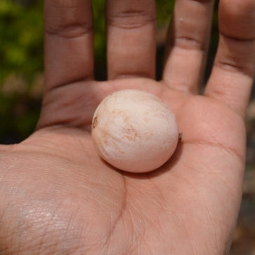 Clammy Cherry Fruit Plant (Cordia dichotoma)