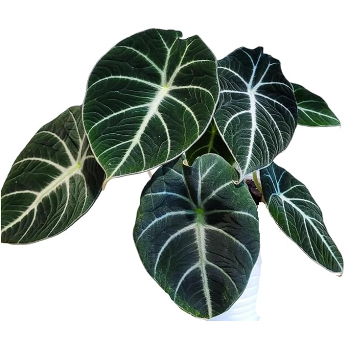 Alocasia Black Velvet (Alocasia Reginula)