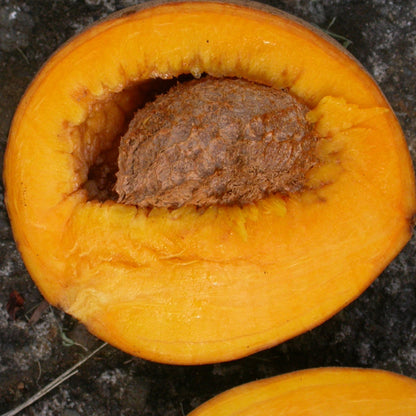 African Mammee Apple Fruit Plant (Mammea africana): A Valuable Tropical Treasure
