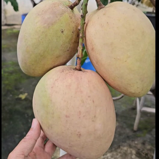 Sweet Coconut Mango Live Plant