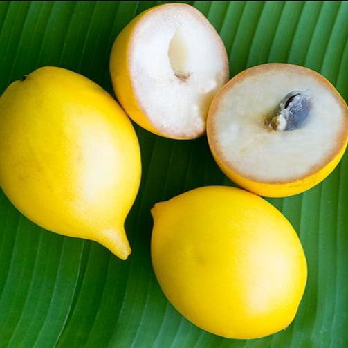 Abiu Fruit Live Plants  ( Pouteria  Caimito )