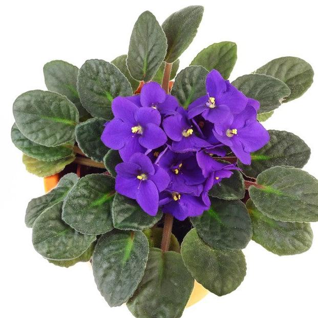 African Violets Live Plant (Saintpaulia ionantha)