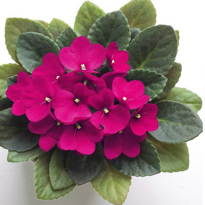 African Violets Live Plant (Saintpaulia ionantha)