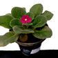 African Violets Live Plant (Saintpaulia ionantha)