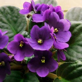 African Violets Live Plant (Saintpaulia ionantha)