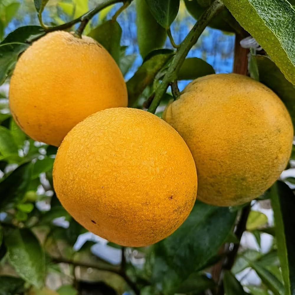 African Yellow Malta Fruit Plant (Citrus sinensis )