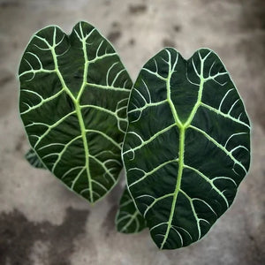 Alocasia watsoniana Live Plant