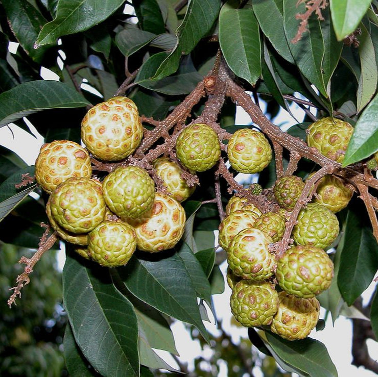 Alupag fruit Plants (Dimocarpus Didyma)