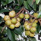 Alupag fruit Plants (Dimocarpus Didyma)